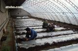 温室大棚价格与选购指南 从种类、品牌到供应商全解析
